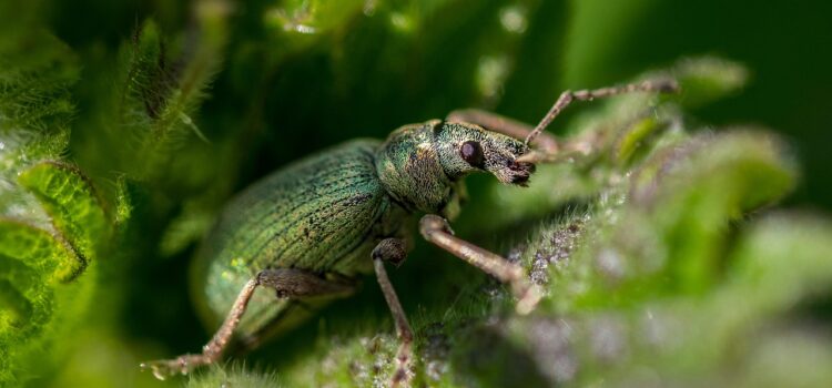 nettle, weevil, beetle-4348233.jpg